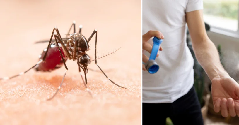 Image do post Chile Reforça Vigilância Sanitária Após Detecção de Mosquito Transmissor da Dengue