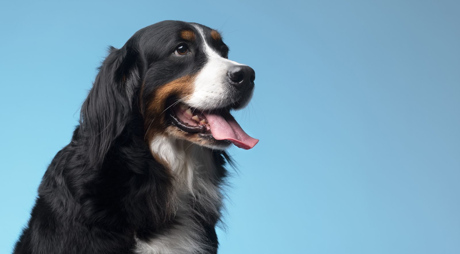 Image do post Companhia de Animais de Estimação e Saúde Cardiovascular: O que as Pesquisas Indicam sobre a Relação entre Humanos e Pets