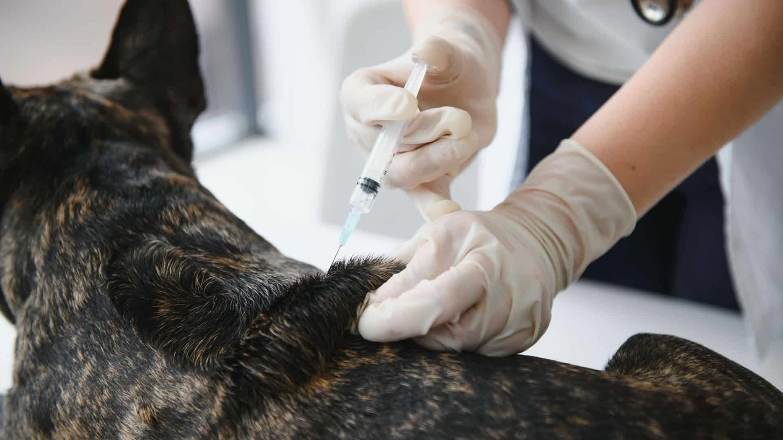 Image do post Inteligência artificial e tecnologia de mRNA inspiram tratamento experimental contra câncer em cão na Austrália