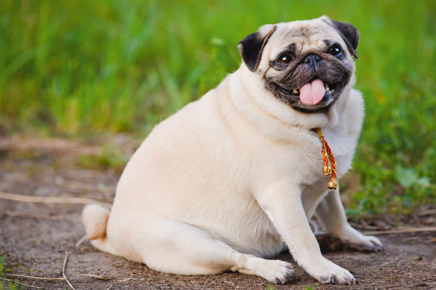 Image do post Obesidade em pets cresce no Brasil e já é considerada uma das principais ameaças à saúde animal