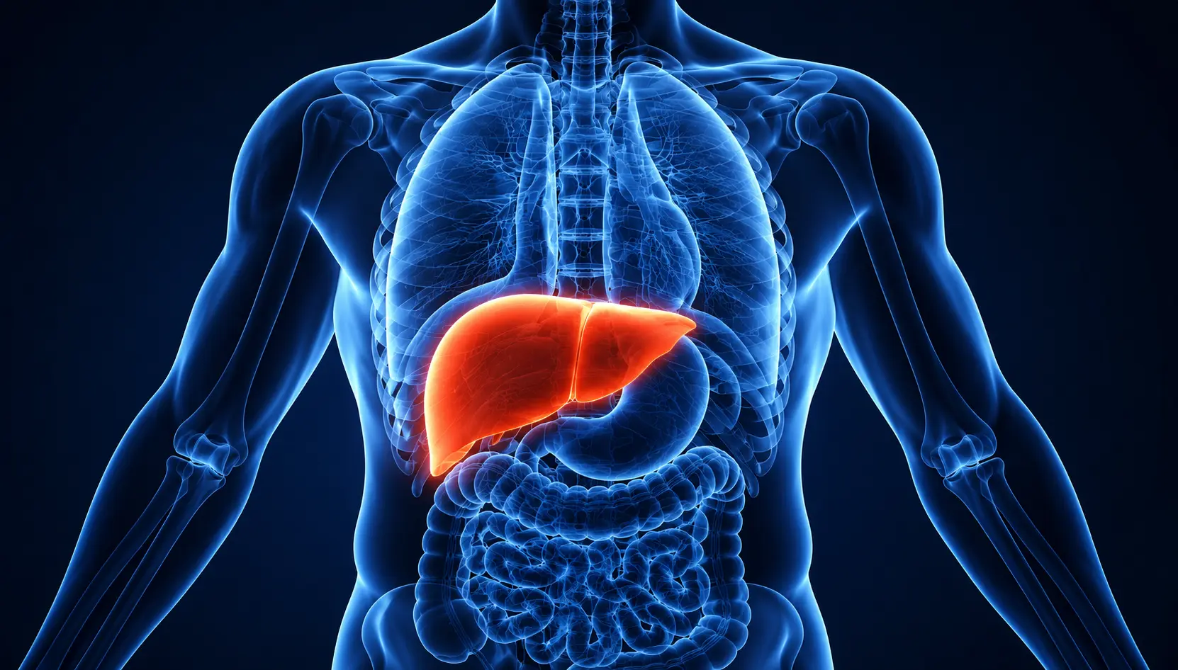 Image do post Esteatose hepática atinge milhões no Brasil e acende alerta para hábitos alimentares