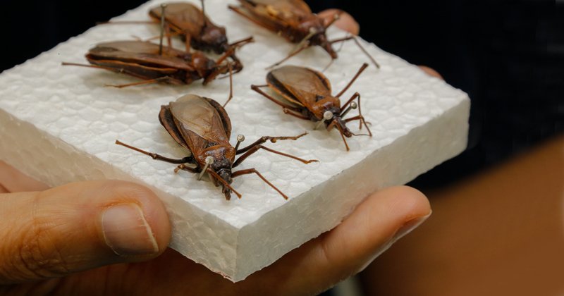 Image do post Pesquisas internacionais ampliam evidências para o tratamento da insuficiência cardíaca causada pela doença de Chagas