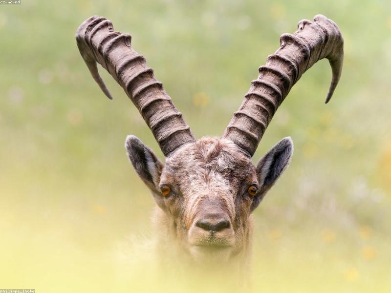 Ratione cumque omnis nostrum libero libero.